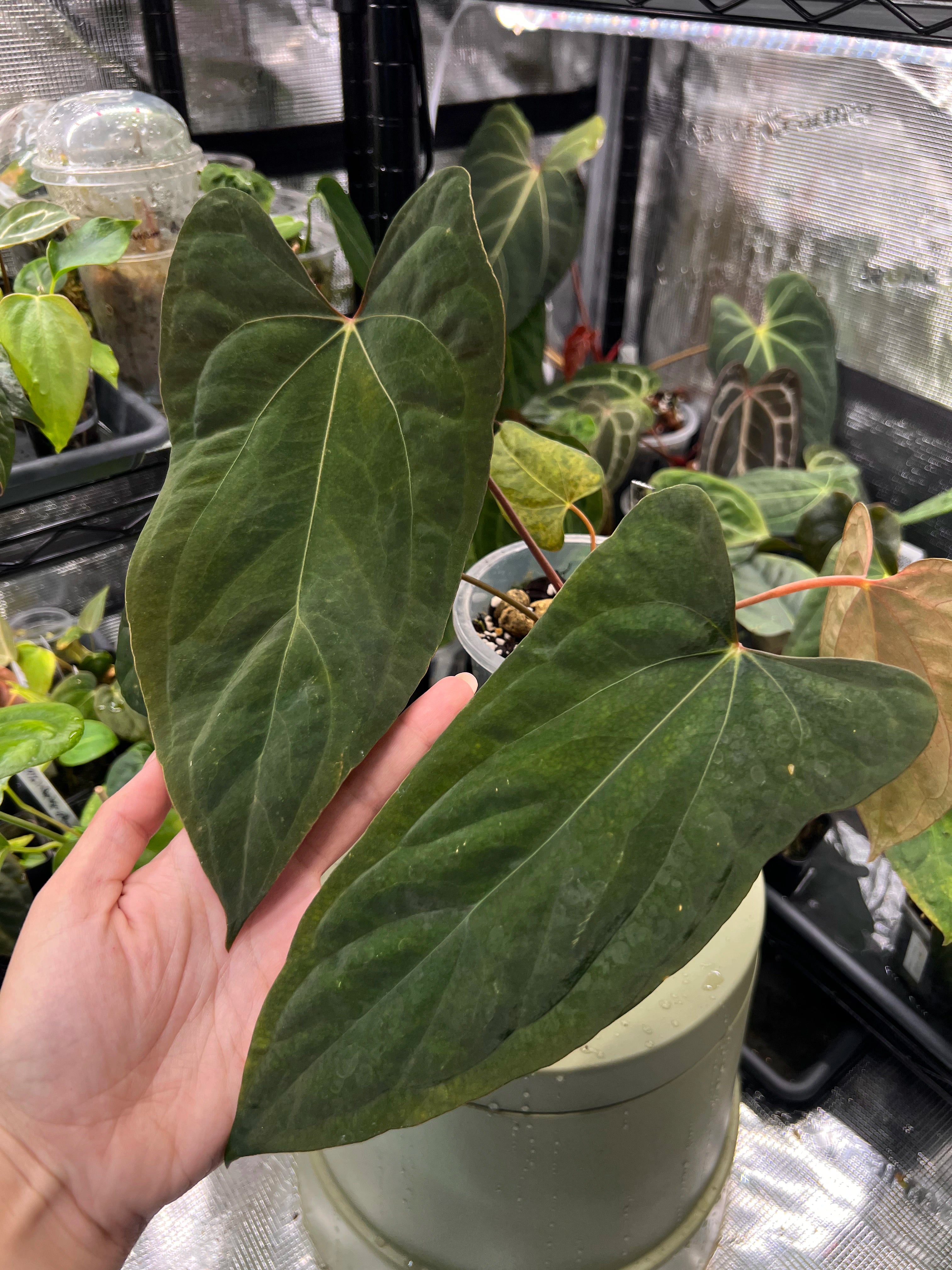 Anthurium papillilaminum Ree Gardens x NSE portillae – Jazzy's Greenhouse
