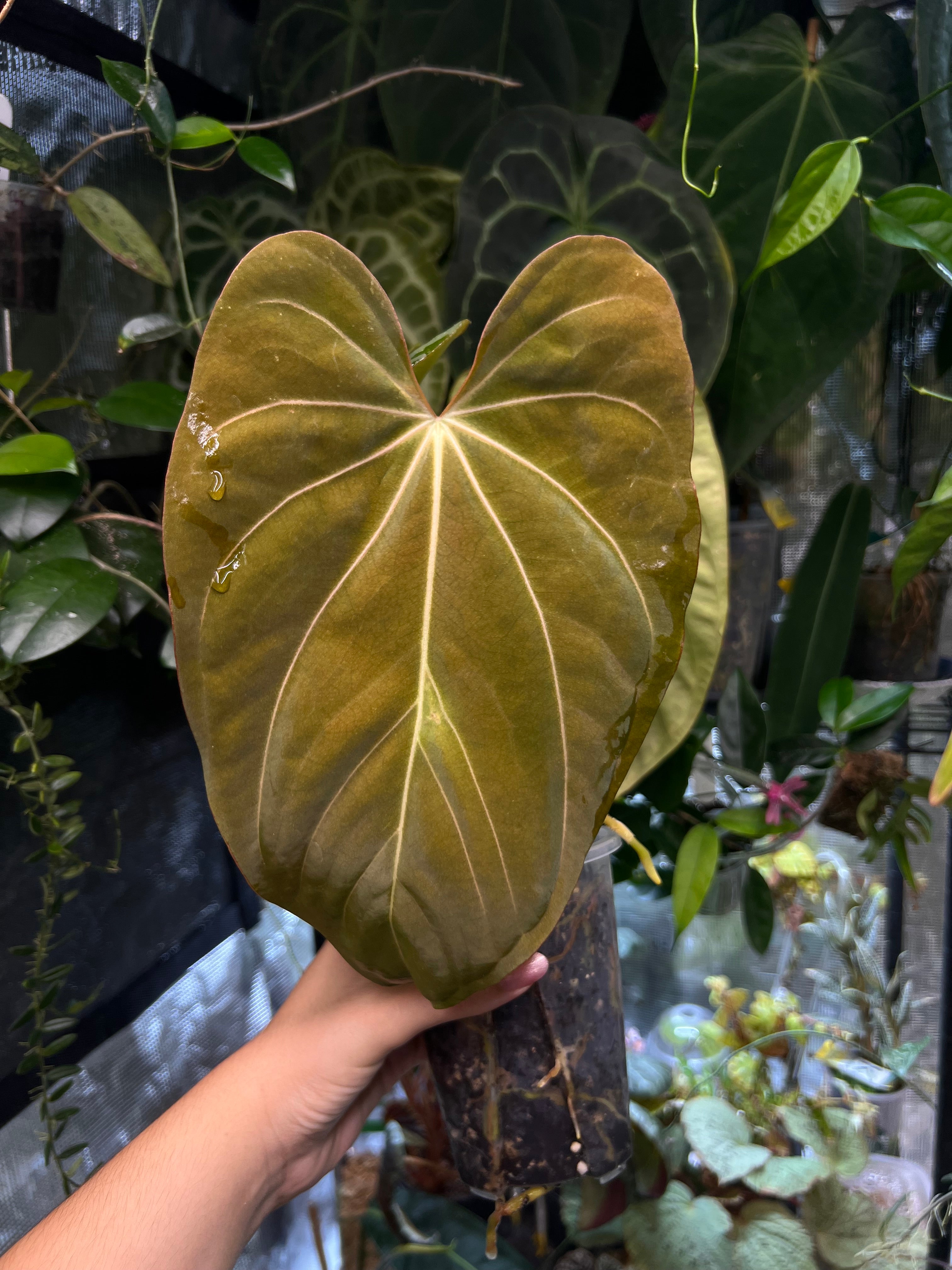 Anthurium (carlablackiae x dressleri RG) x Mr WW/forgetii dark/papillilaminum Daniel