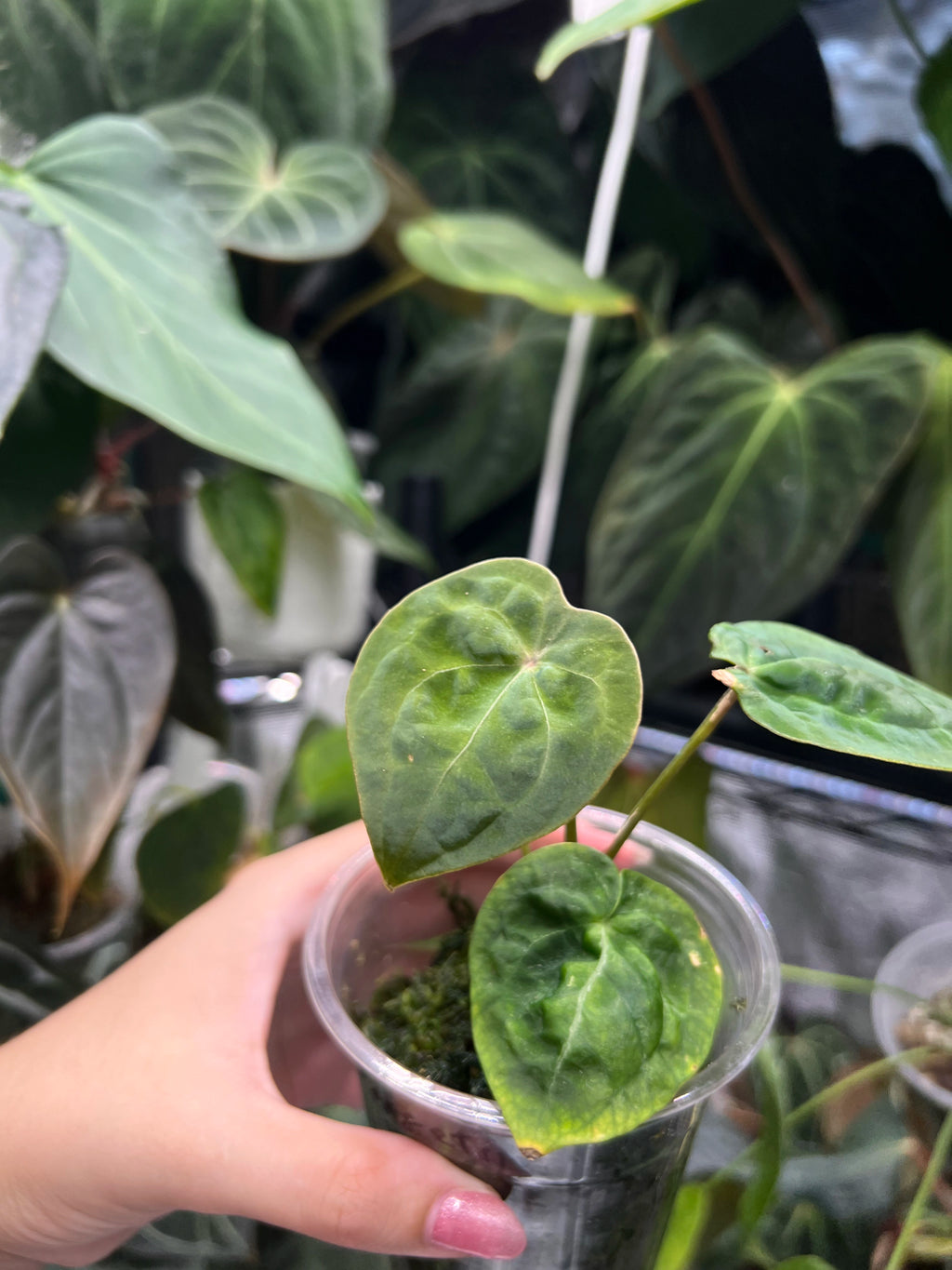 Anthurium forgetii "Malachite Velvet"