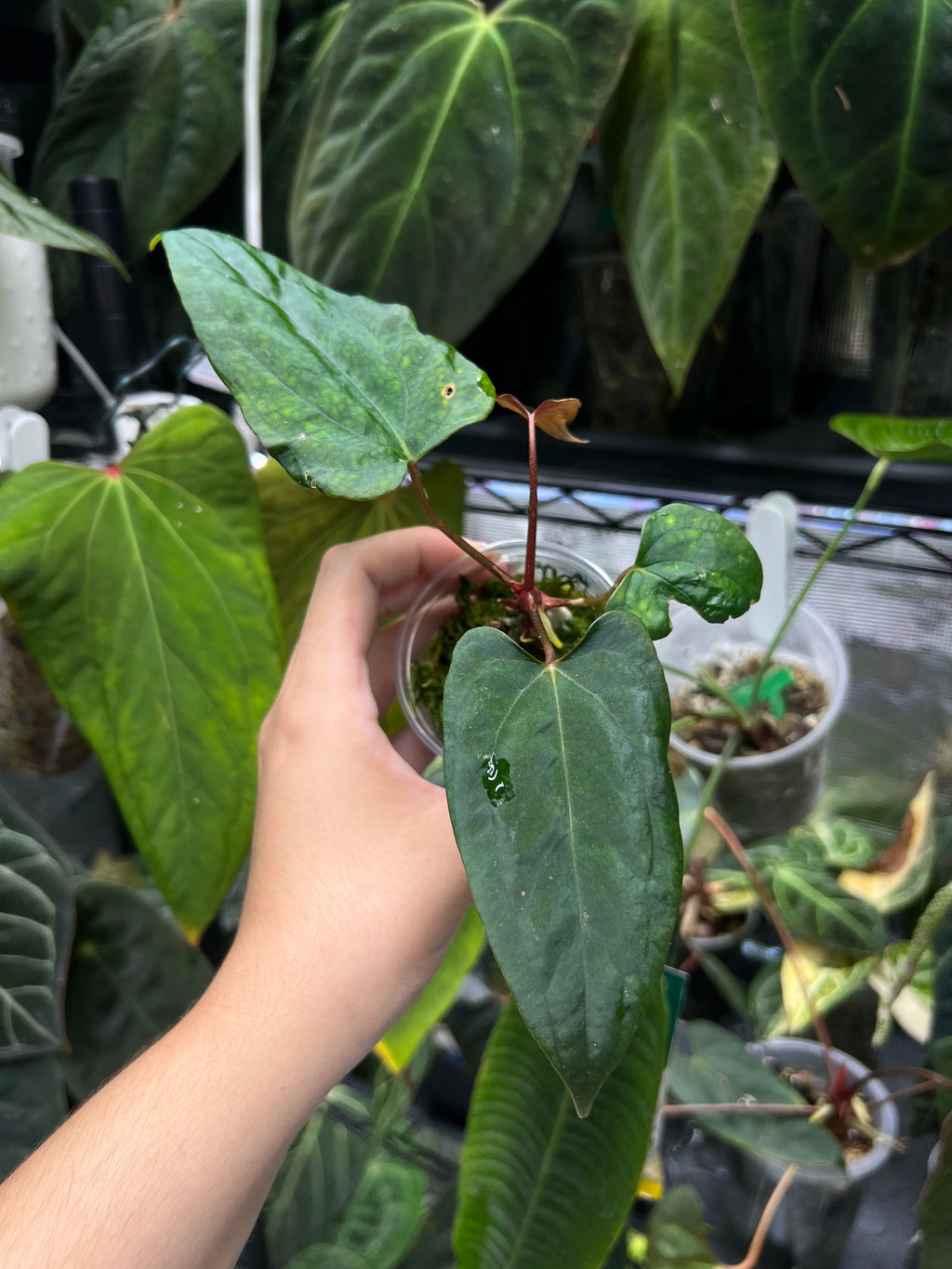 Anthurium papillilaminum Ree Gardens x NSE portillae