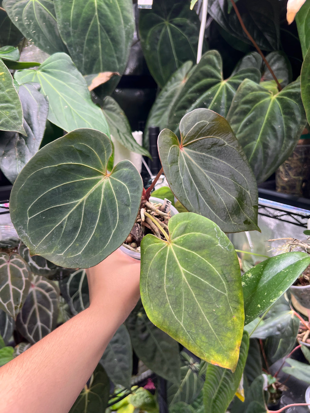 Anthurium King of Spades