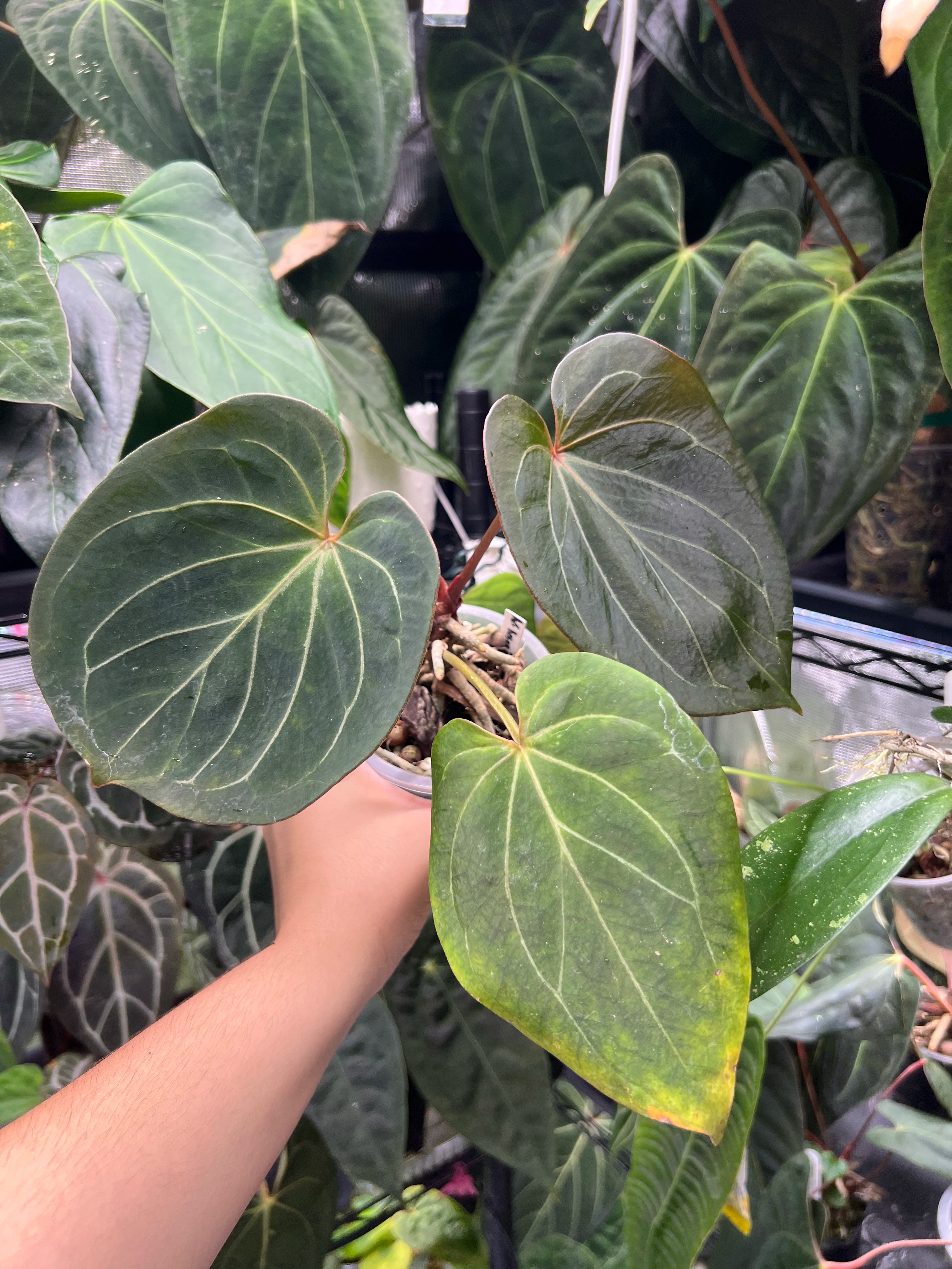 Anthurium King of Spades
