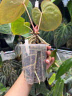 Anthurium King of Spades
