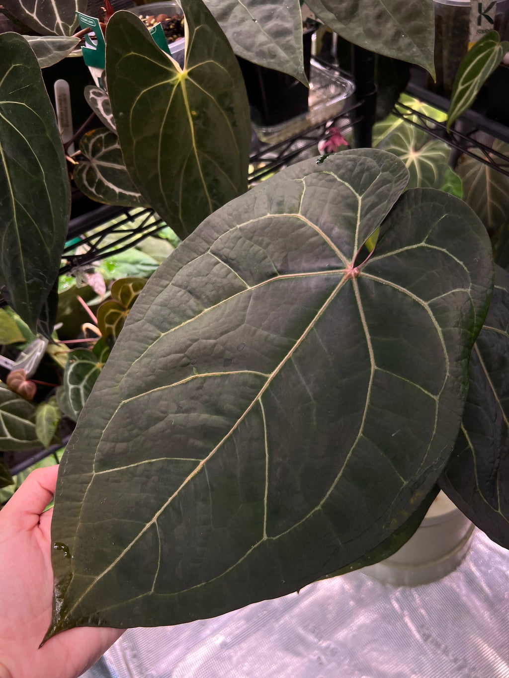 Anthurium (AoS df x AoS gf) x (Zara x Michelle)