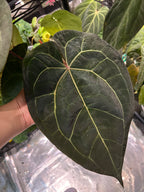 Anthurium (AoS df x AoS gf) x (Zara x Michelle)
