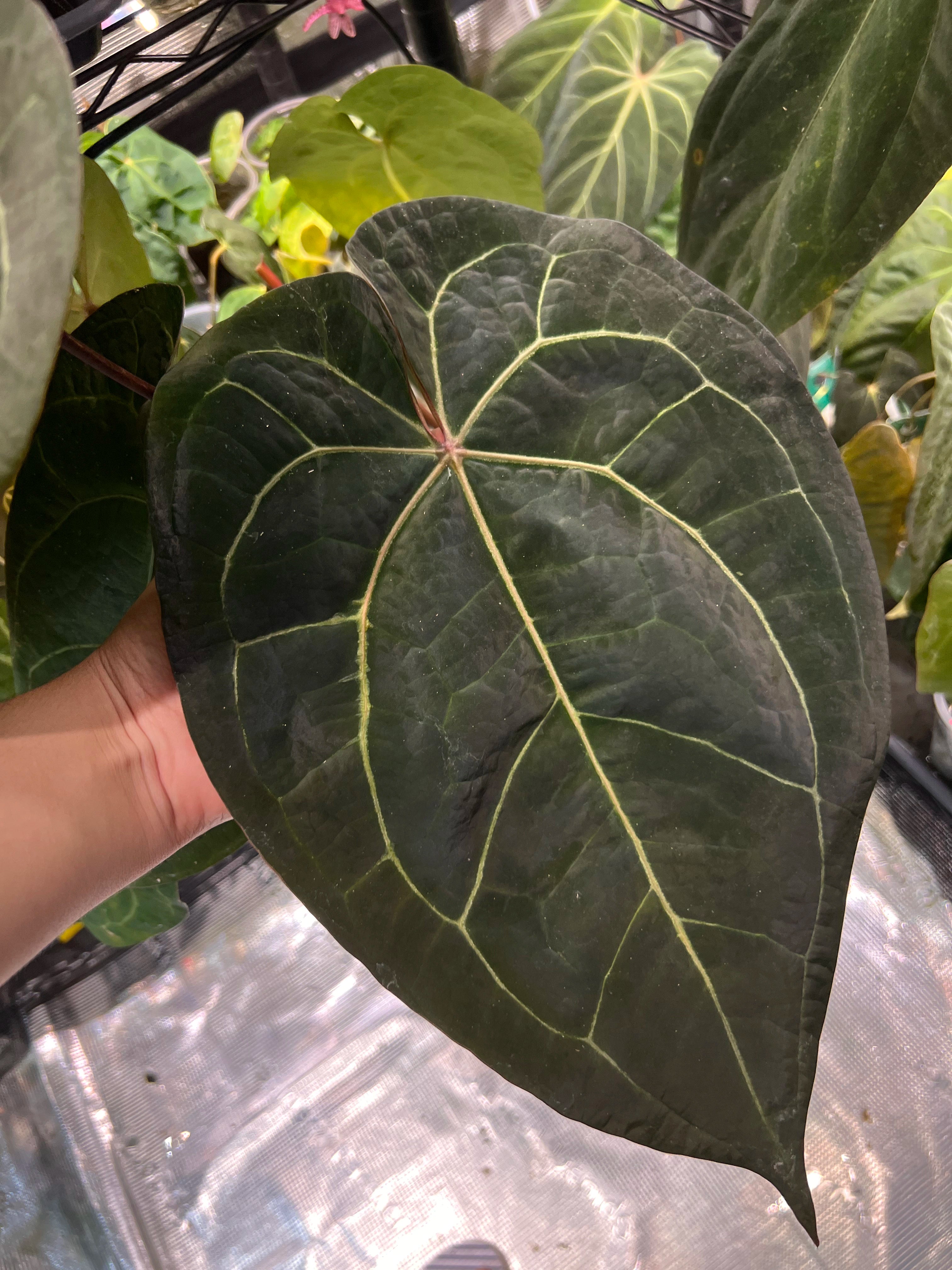 Anthurium (AoS df x AoS gf) x (Zara x Michelle)