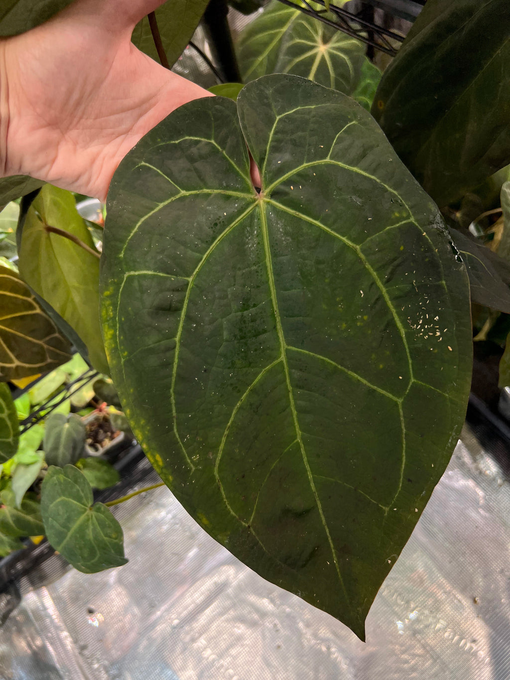 Anthurium (AoS df x AoS gf) x (Zara x Michelle)