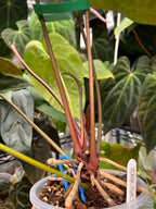 Anthurium (AoS df x AoS gf) x (Zara x Michelle)