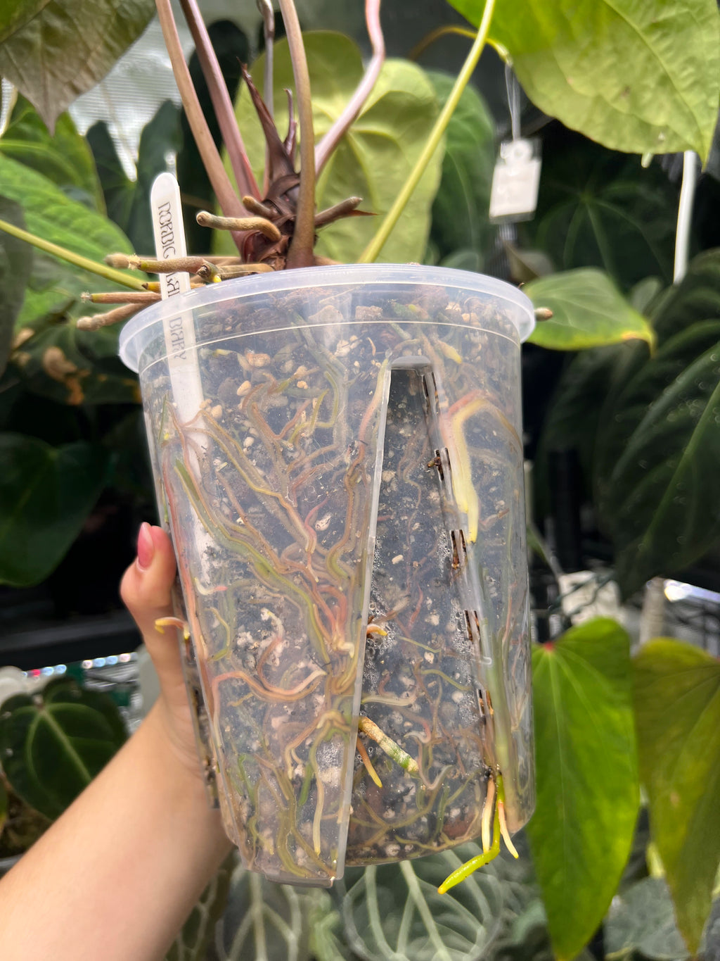 Anthurium (AoS df x AoS gf) x (Zara x Michelle)