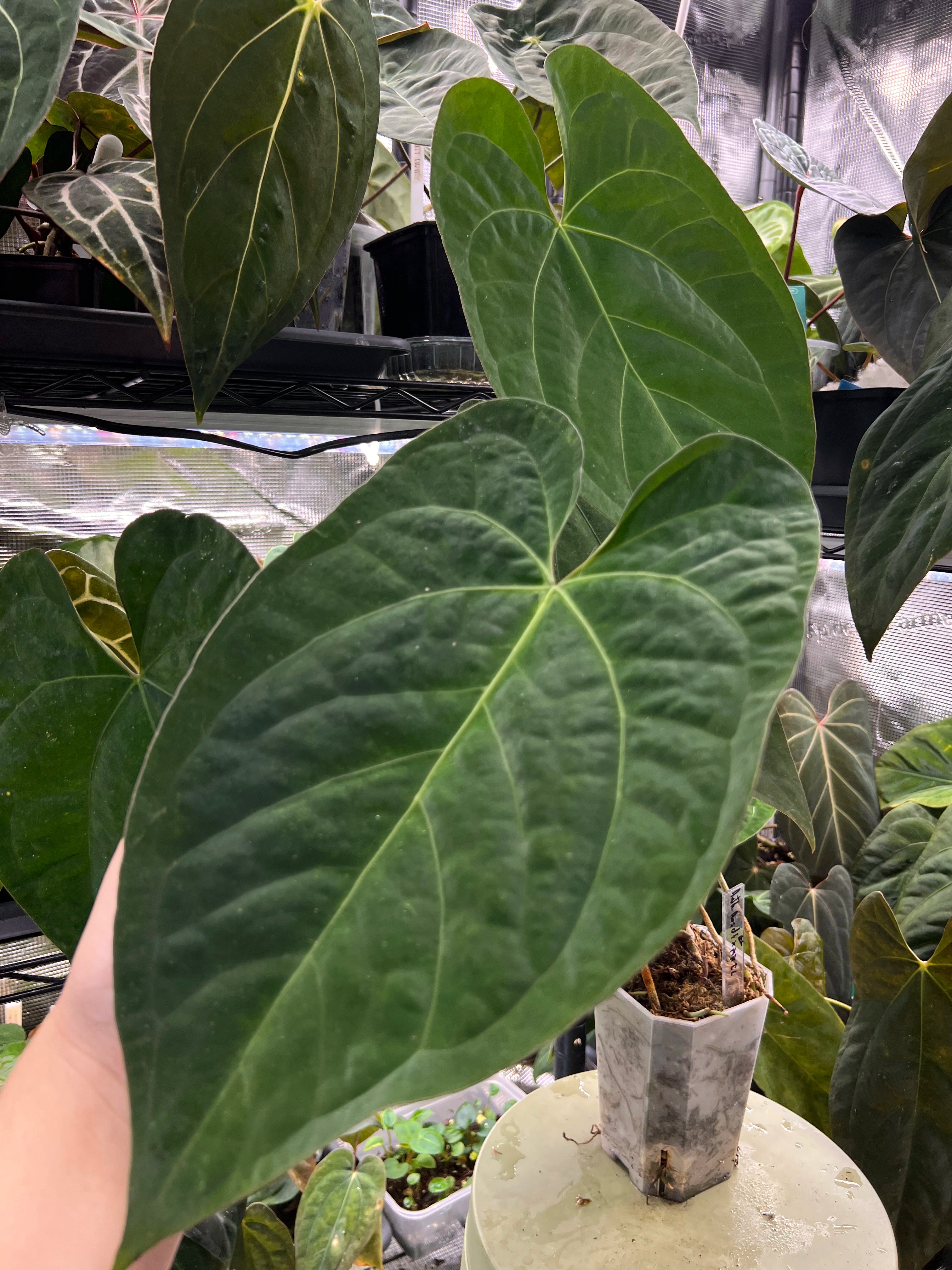 Anthurium (AoS df x AoS gf) x papillilaminum Incurved Lobes