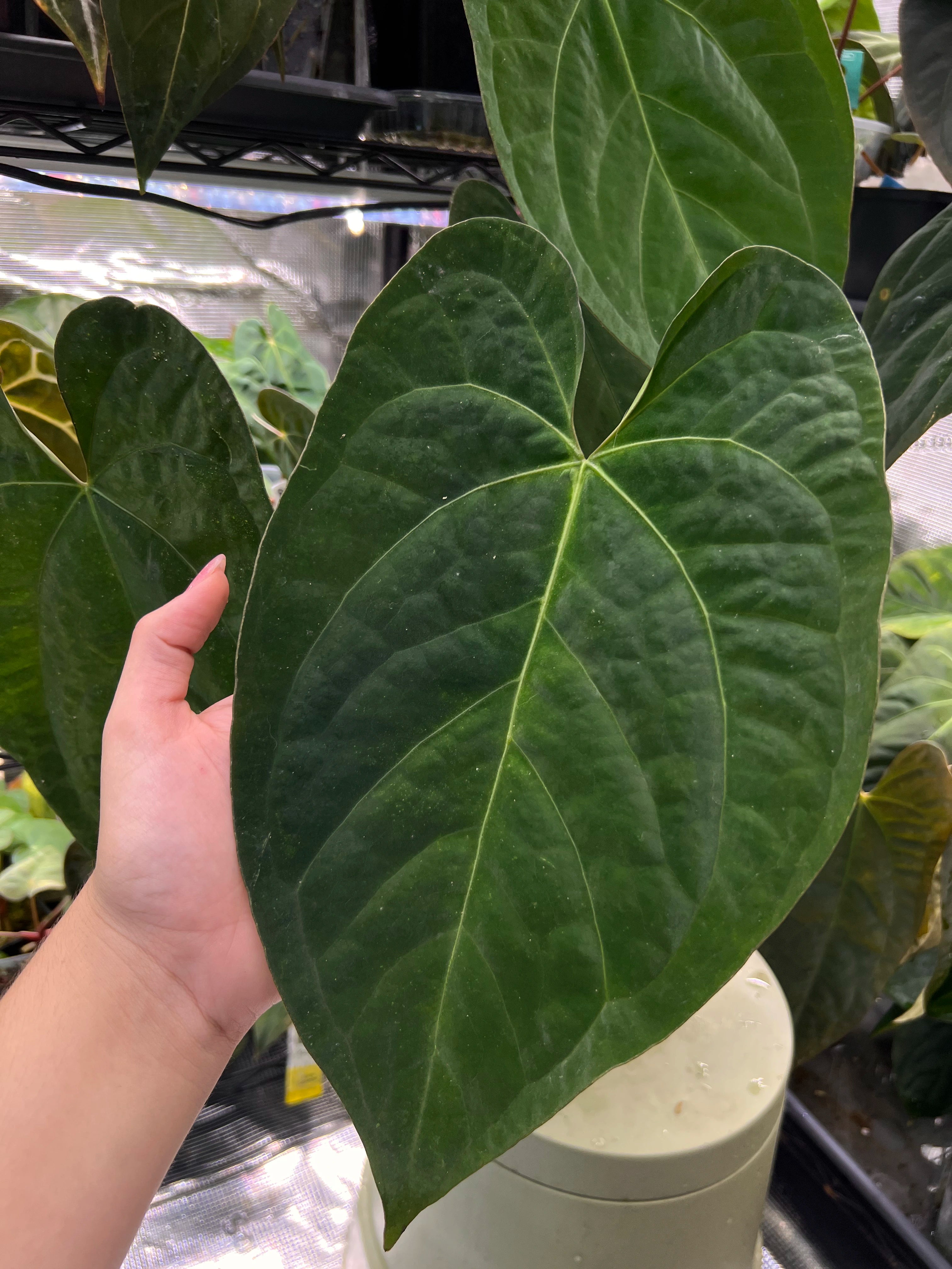 Anthurium (AoS df x AoS gf) x papillilaminum Incurved Lobes