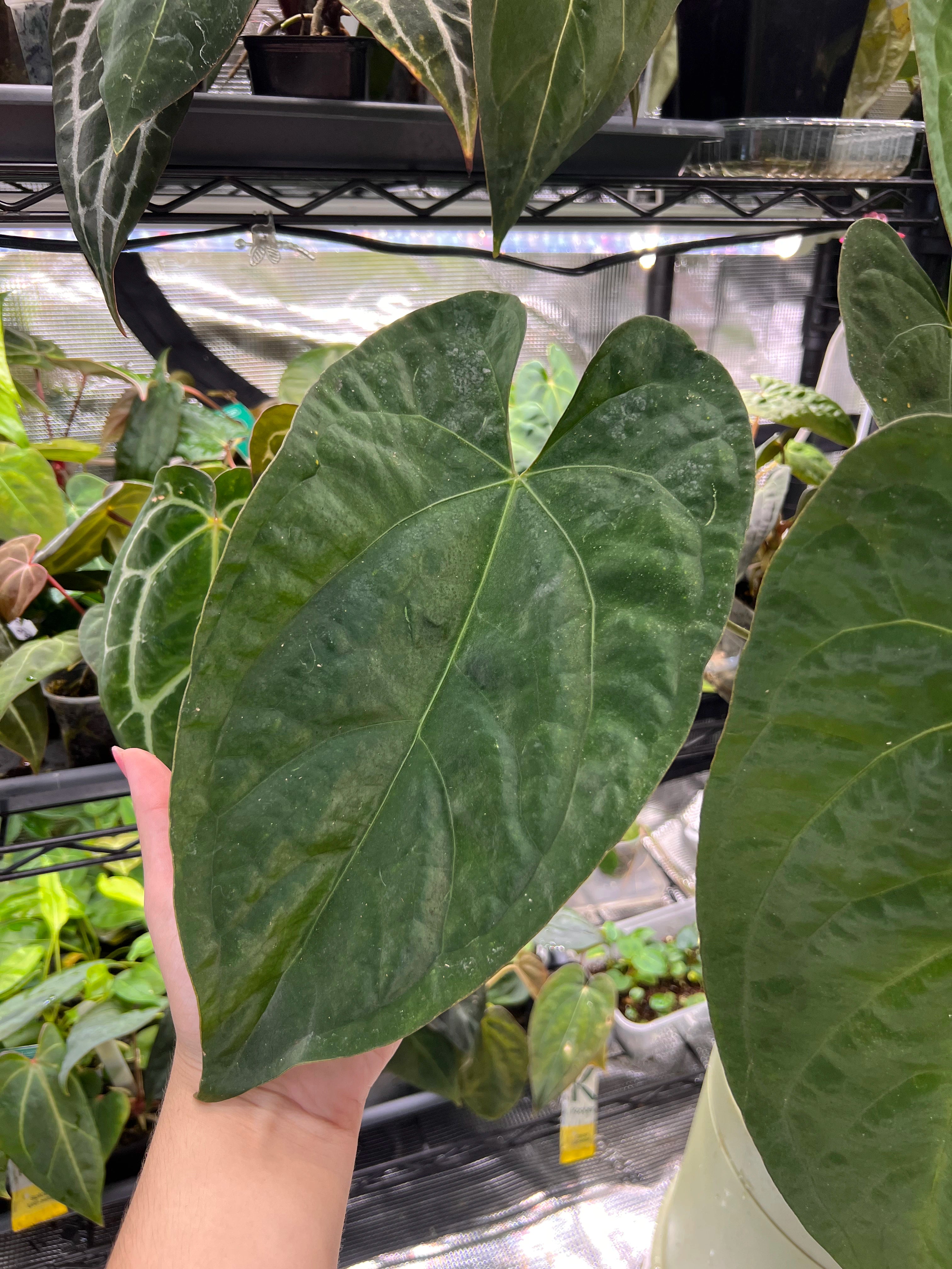 Anthurium (AoS df x AoS gf) x papillilaminum Incurved Lobes