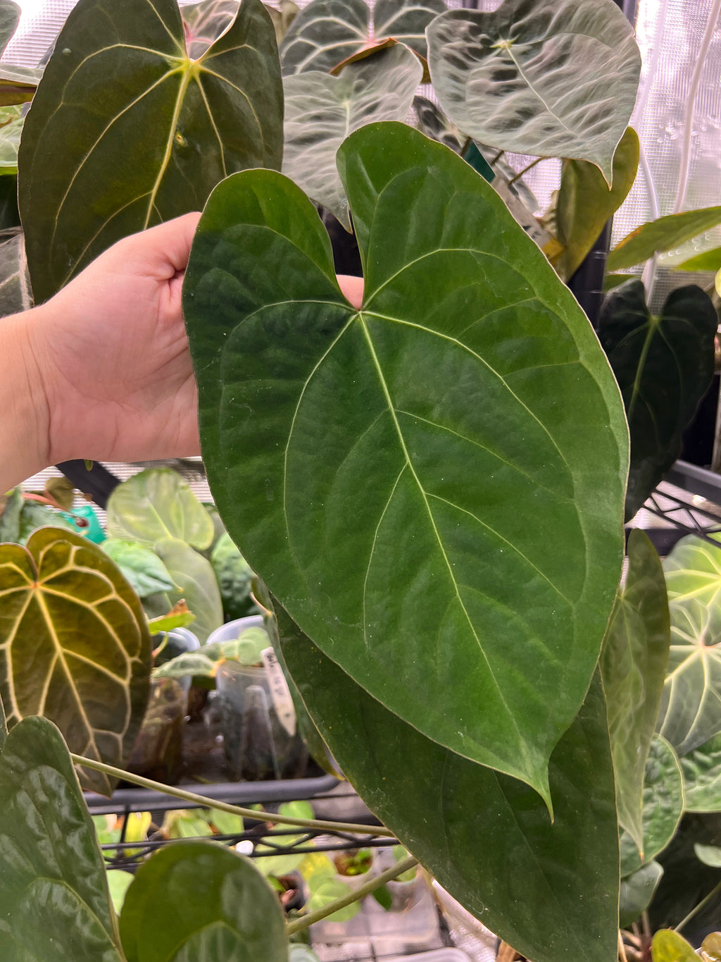 Anthurium (AoS df x AoS gf) x papillilaminum Incurved Lobes