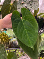 Anthurium (AoS df x AoS gf) x papillilaminum Incurved Lobes