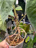 Anthurium (AoS df x AoS gf) x papillilaminum Incurved Lobes