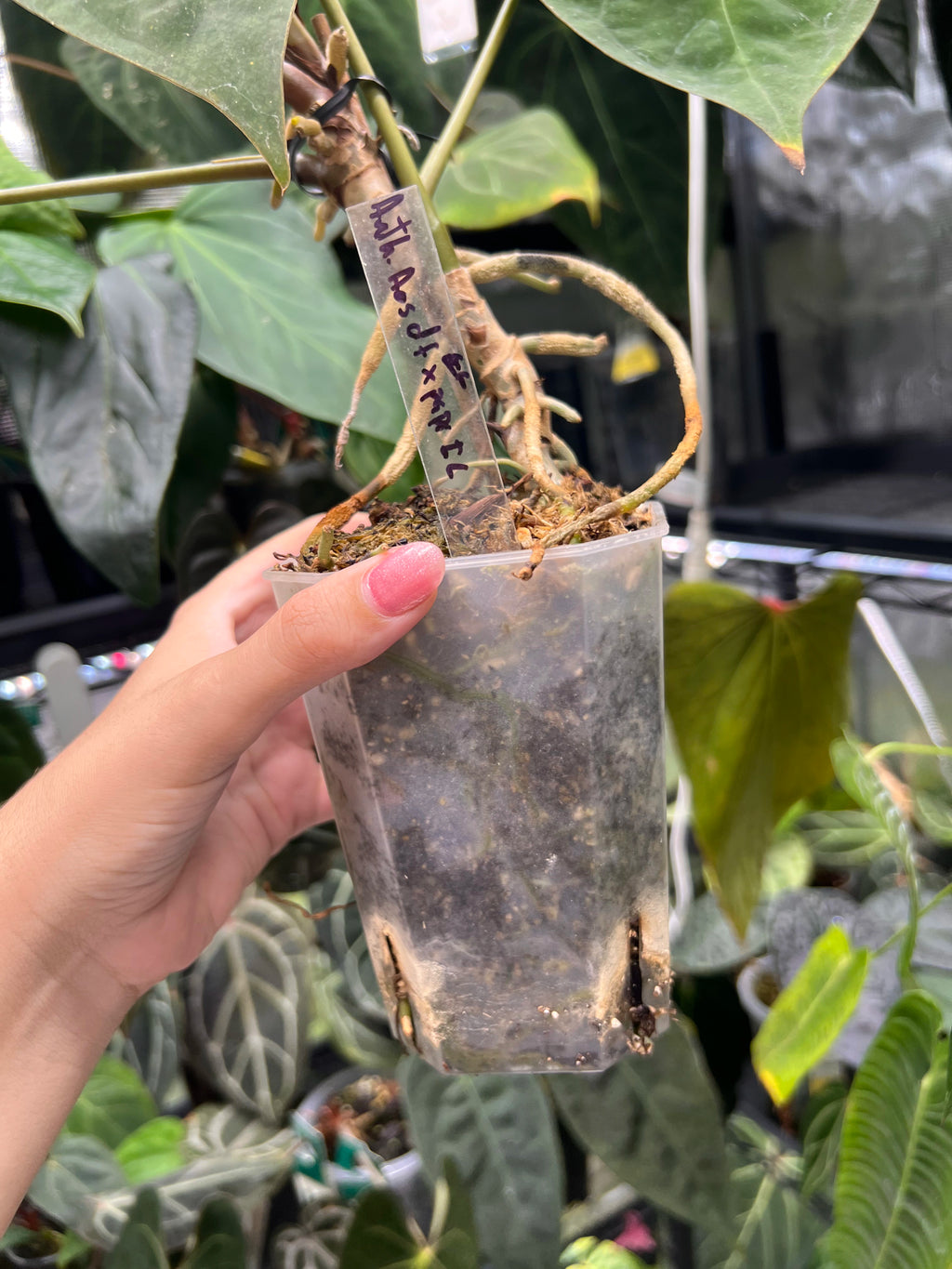 Anthurium (AoS df x AoS gf) x papillilaminum Incurved Lobes