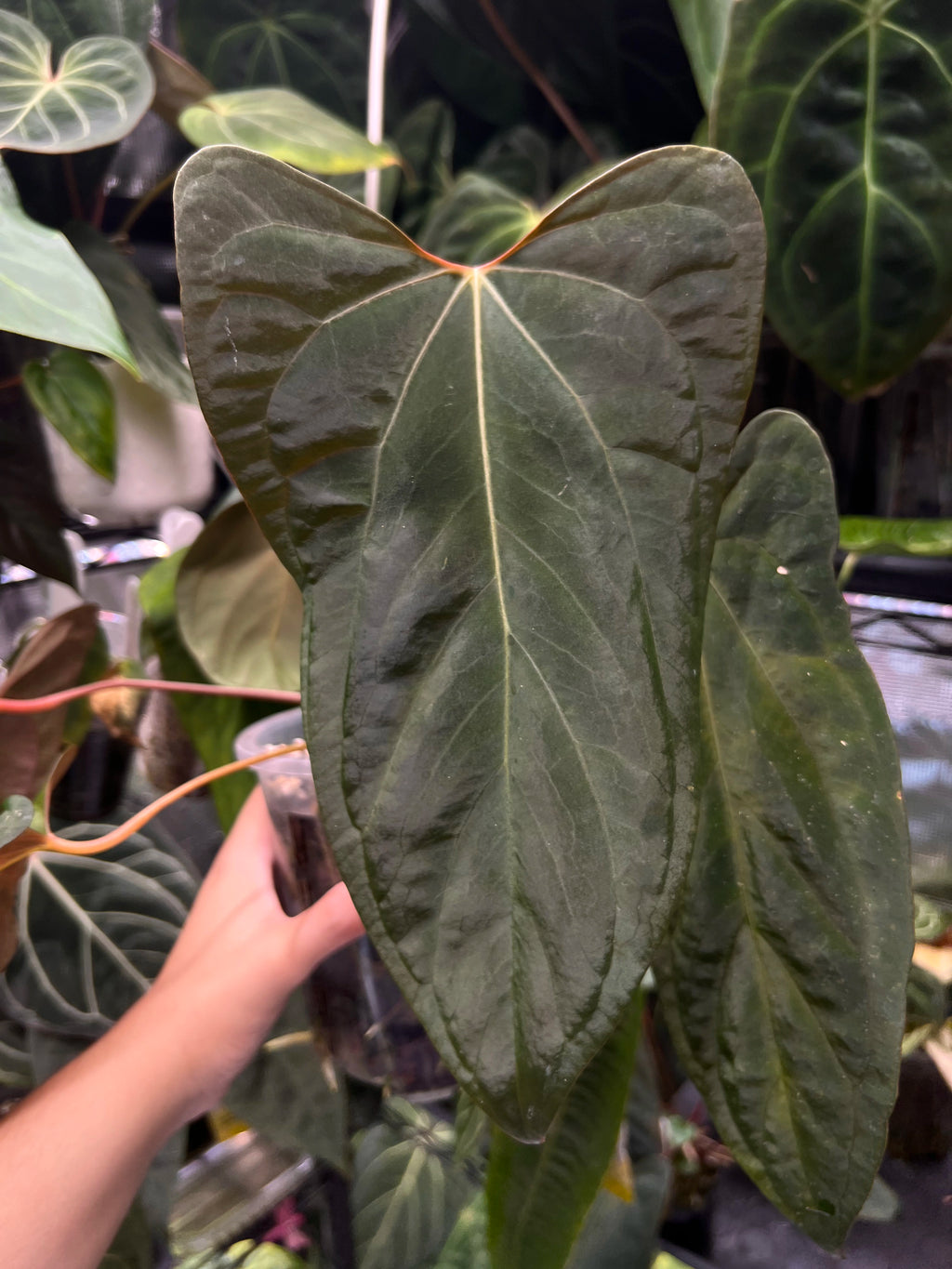 Anthurium papillilaminum Ree Gardens x NSE portillae