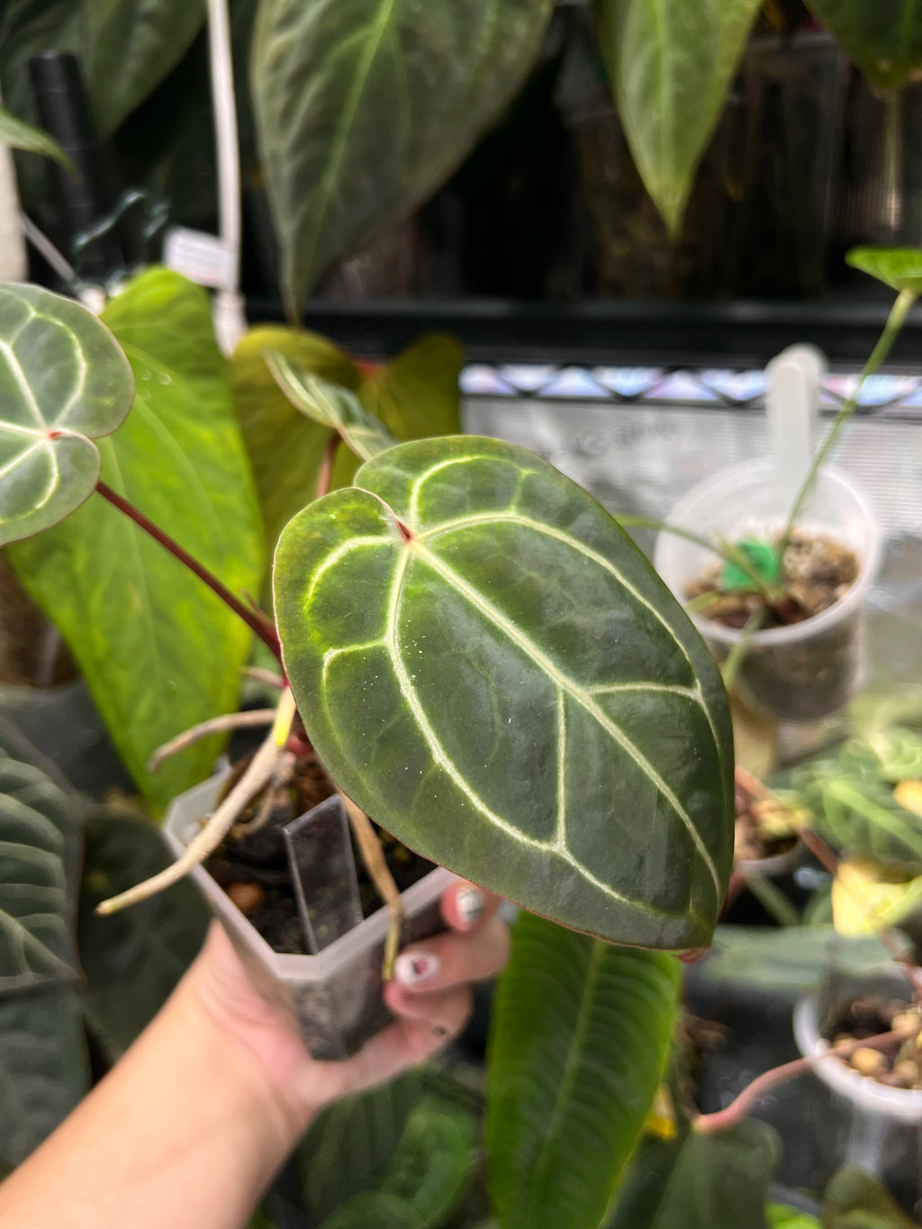 Anthurium bloody mary reverse