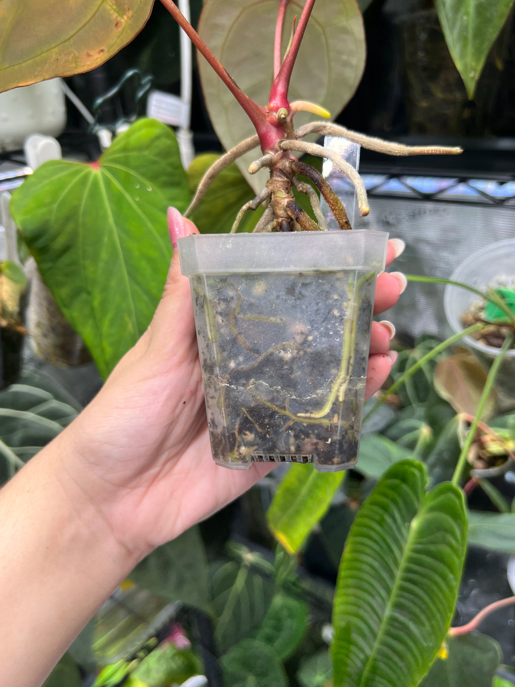 Anthurium bloody mary reverse
