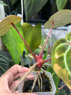 Anthurium bloody mary reverse