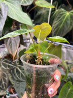 Anthurium forgetii "Malachite Velvet"