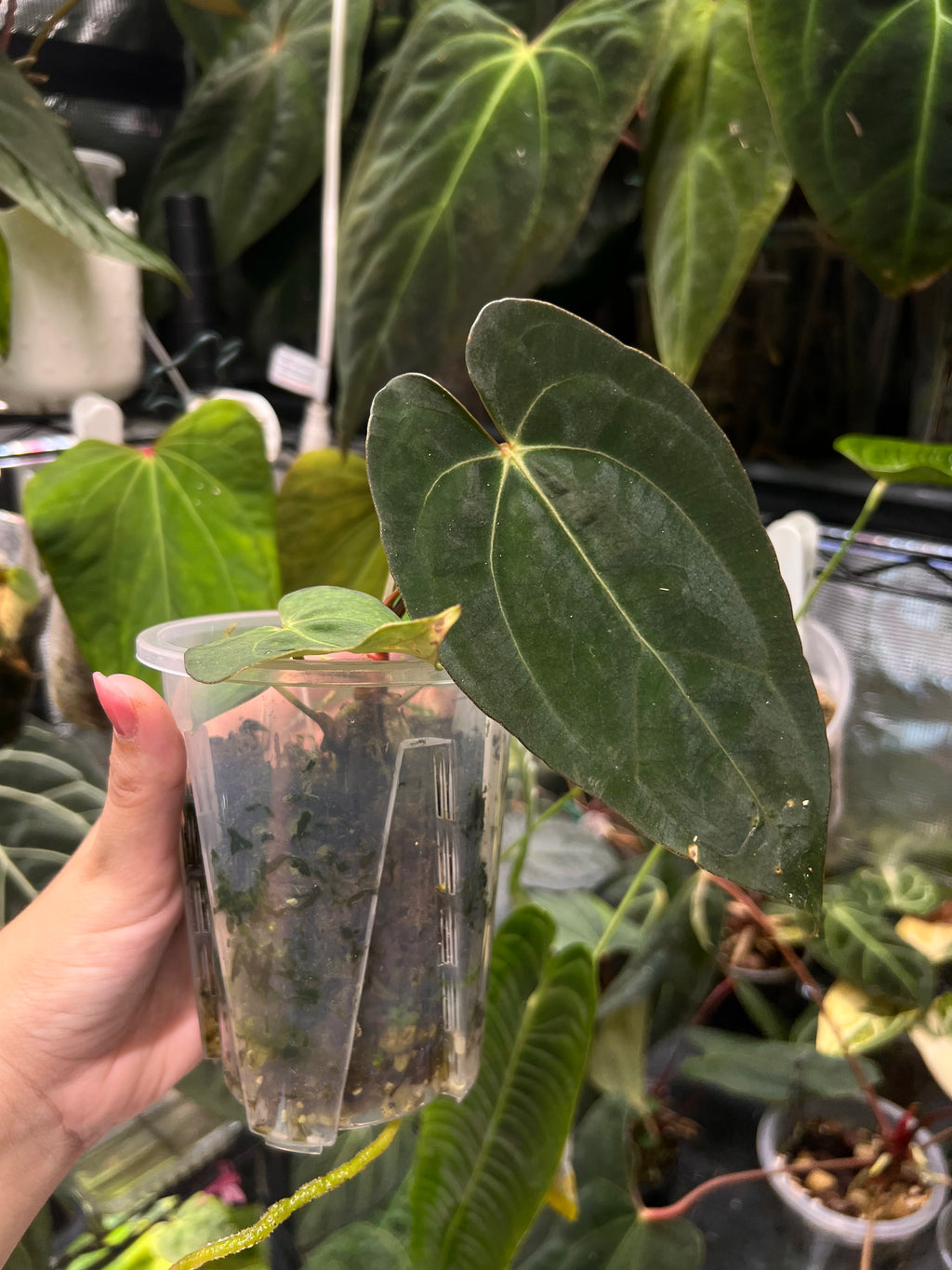 Anthurium carlablackiae x Fort Sherman