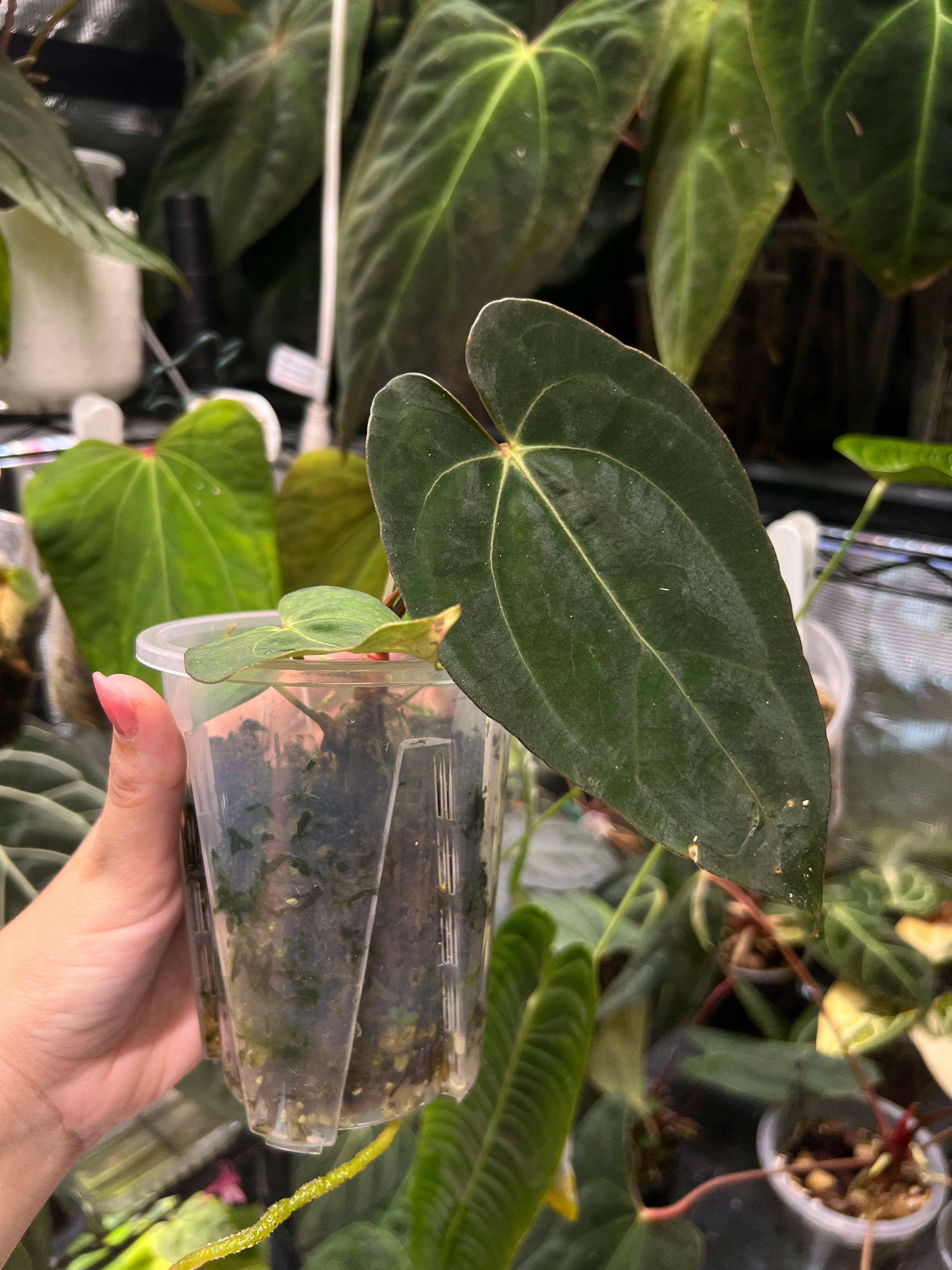 Anthurium carlablackiae x Fort Sherman