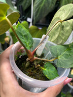 Anthurium carlablackiae x Fort Sherman