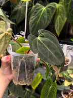 Anthurium carlablackiae x Fort Sherman
