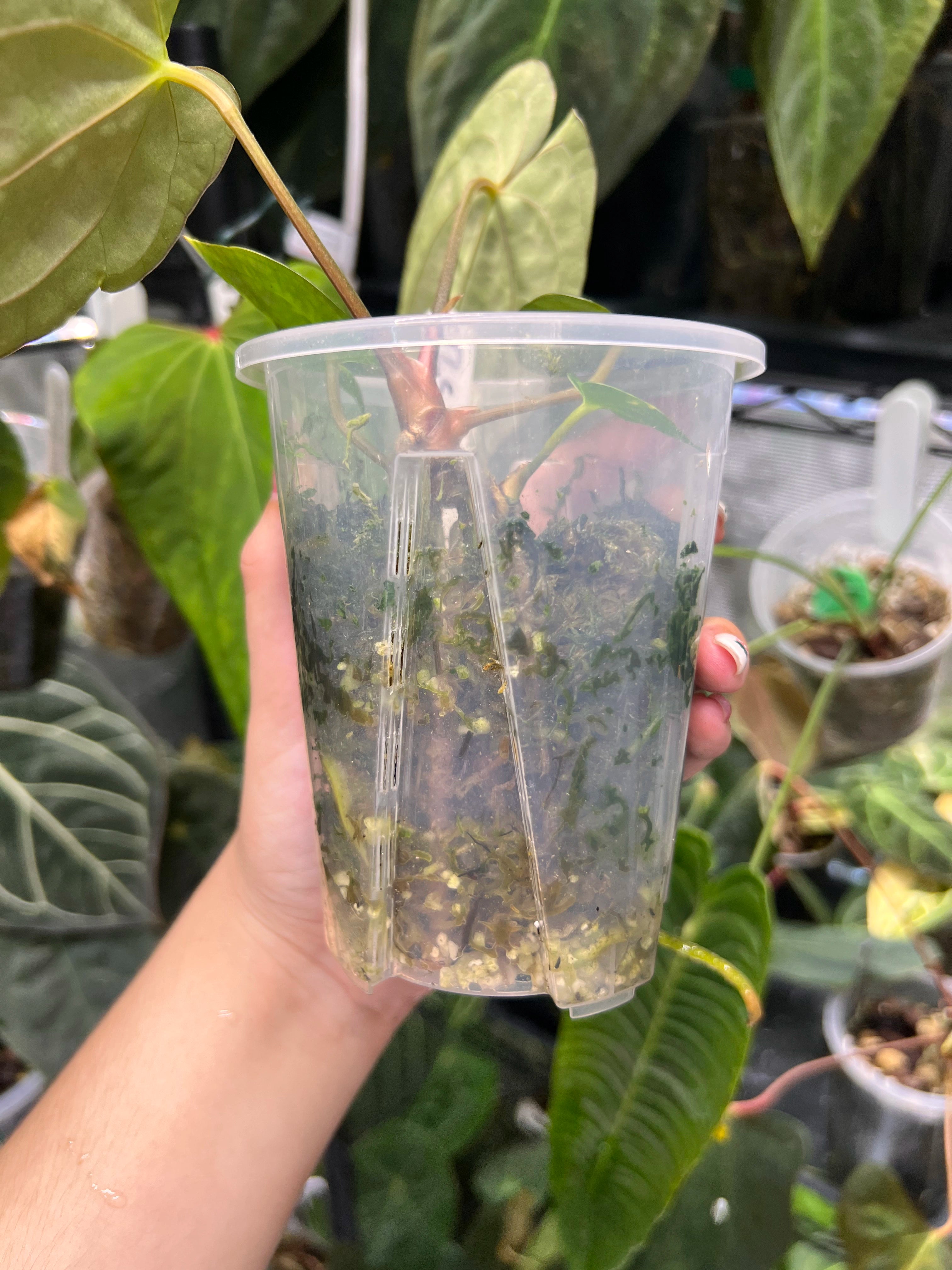 Anthurium carlablackiae x Fort Sherman