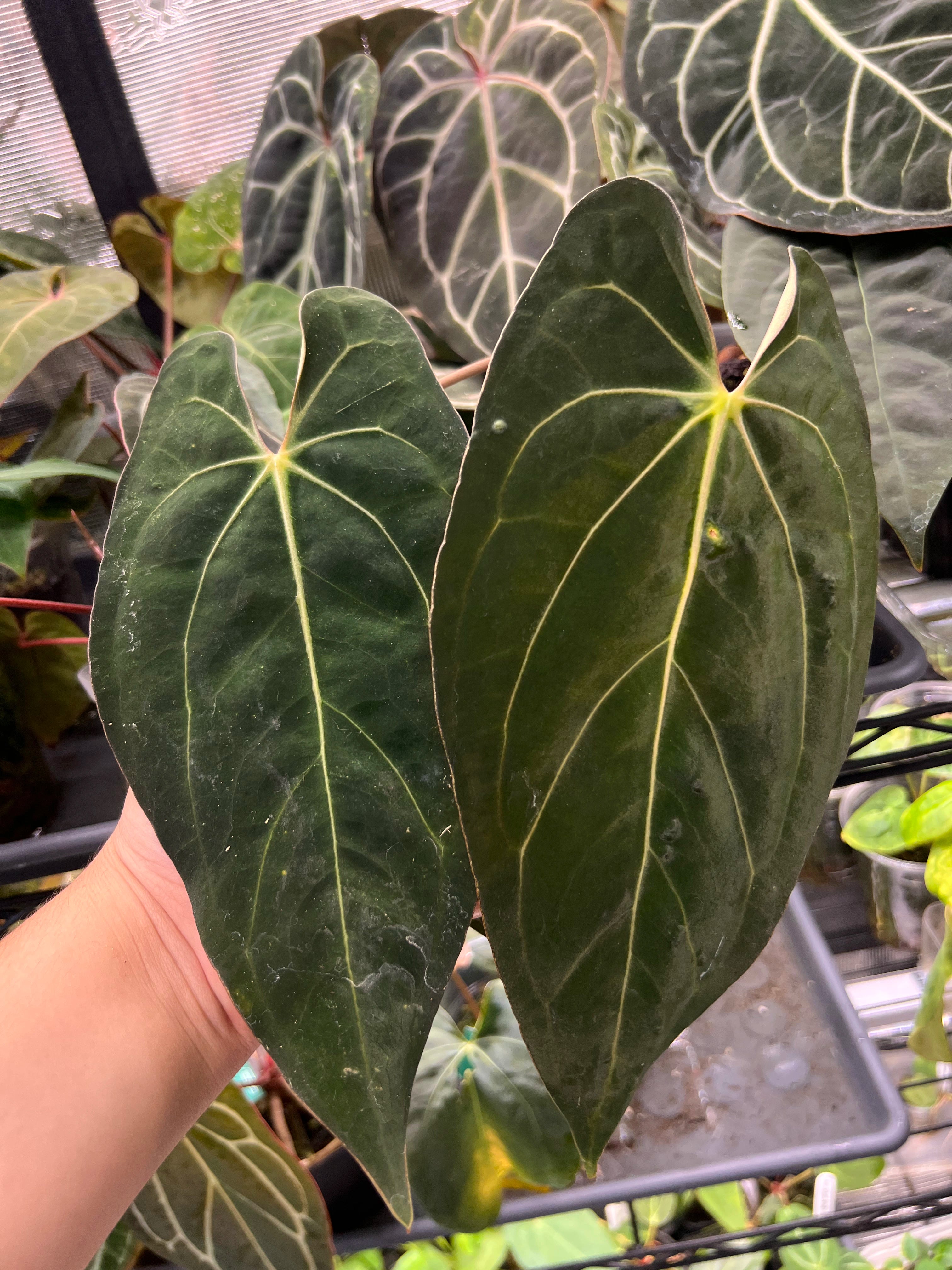 Anthurium carlablackiae x Fort Sherman