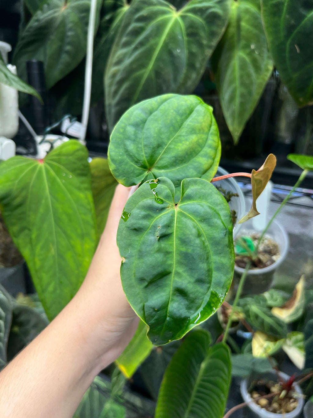 Anthurium besseae aff x RLFS