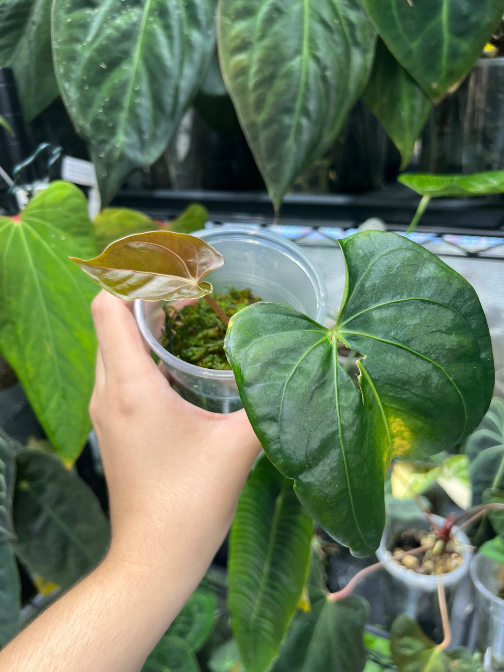 Anthurium (carlablackiae x dressleri RG) x Mr WW/forgetii dark/papillilaminum Daniel