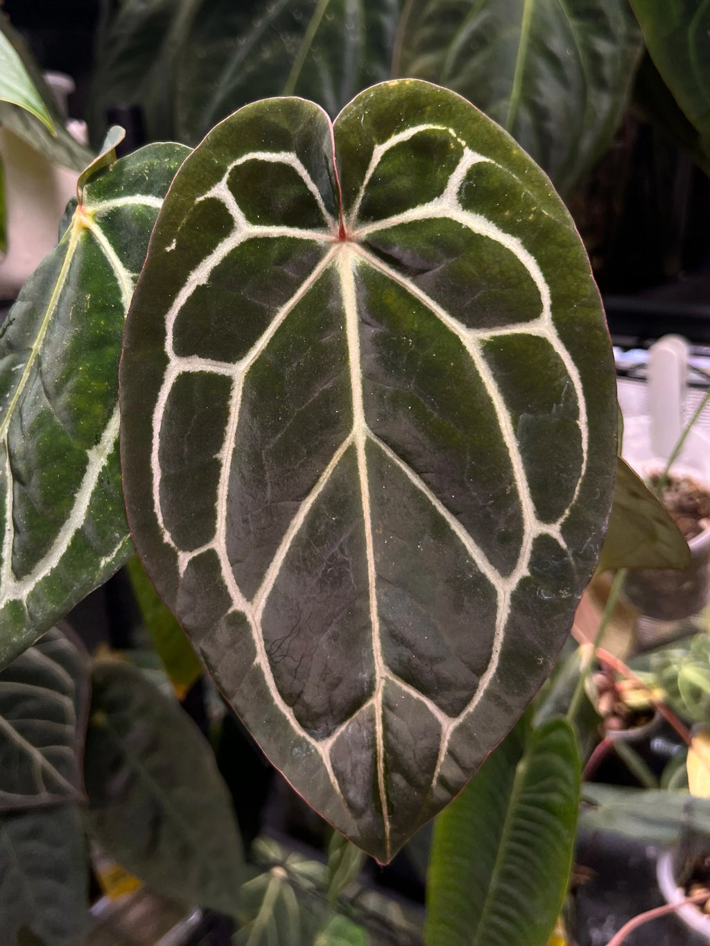 Anthurium carlablackiae (RA5 x RA10) x open