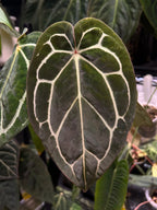 Anthurium carlablackiae (RA5 x RA10) x open