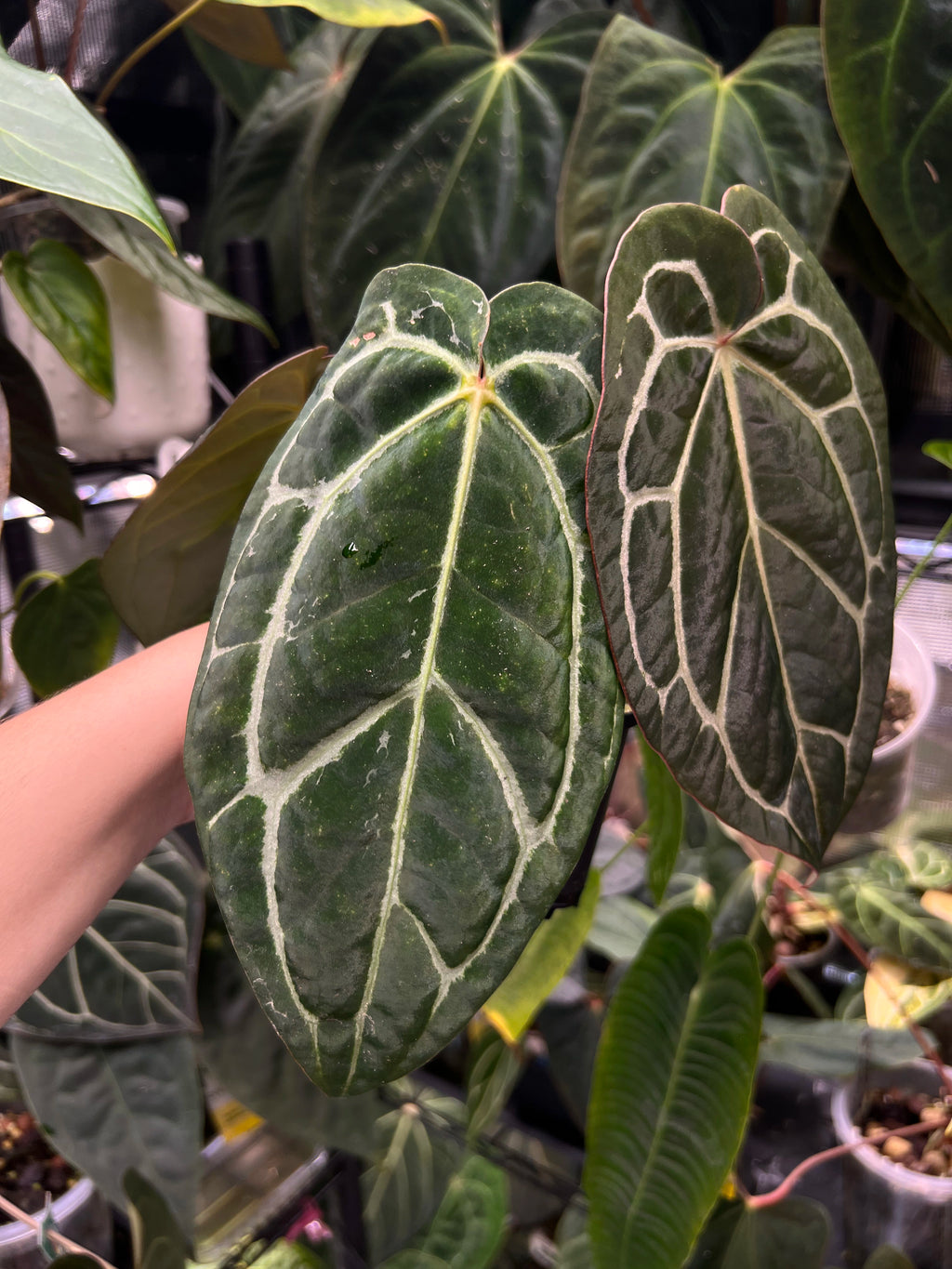 Anthurium carlablackiae (RA5 x RA10) x open