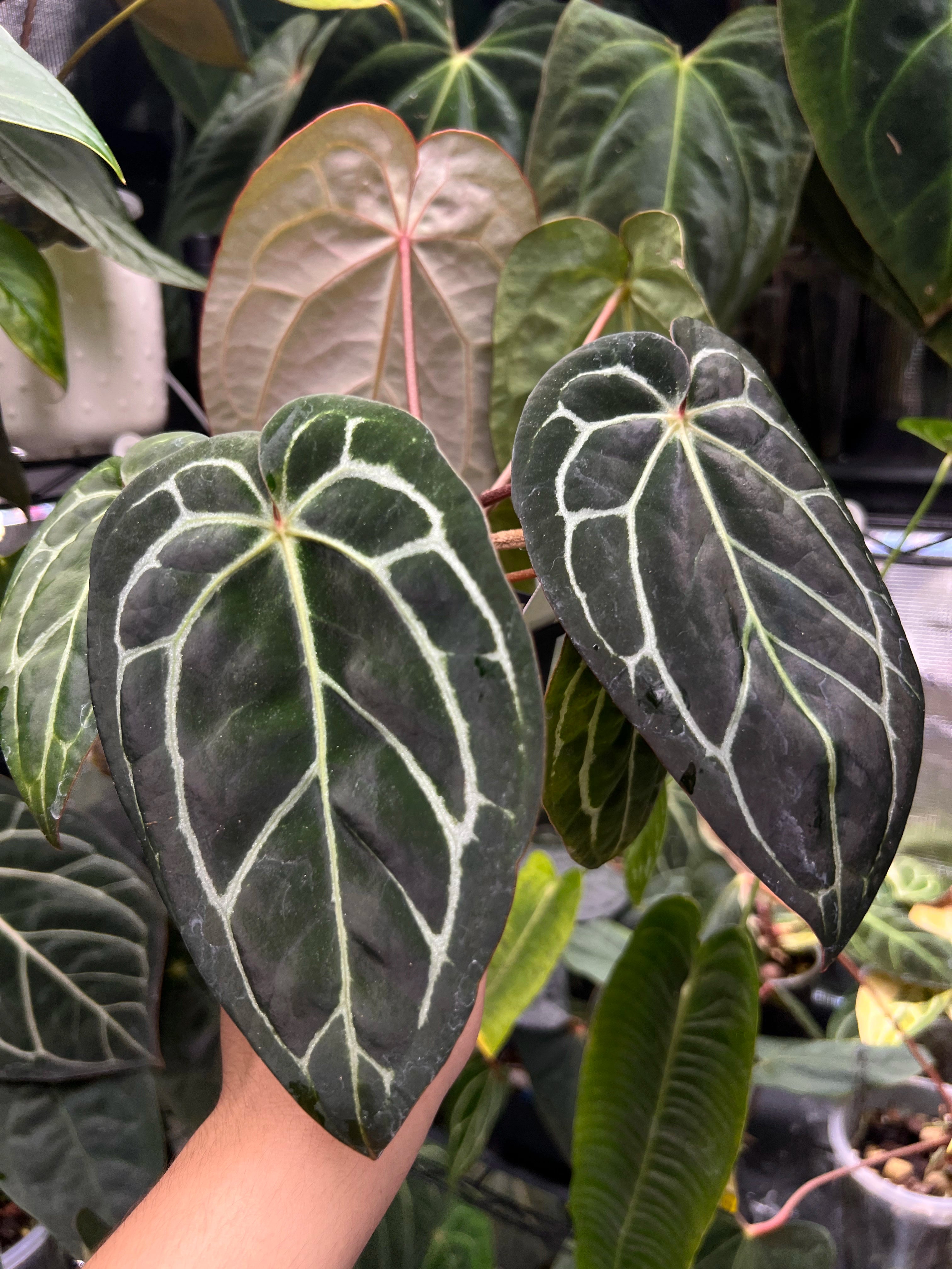 Anthurium carlablackiae (RA5 x RA10) x open
