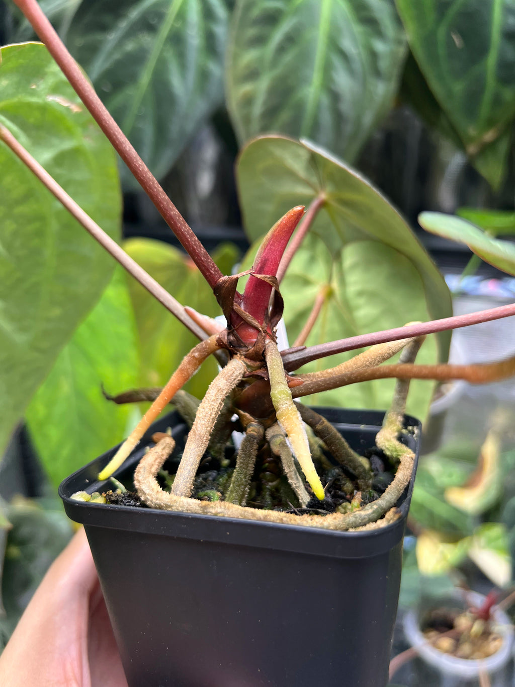 Anthurium carlablackiae (RA5 x RA10) x open