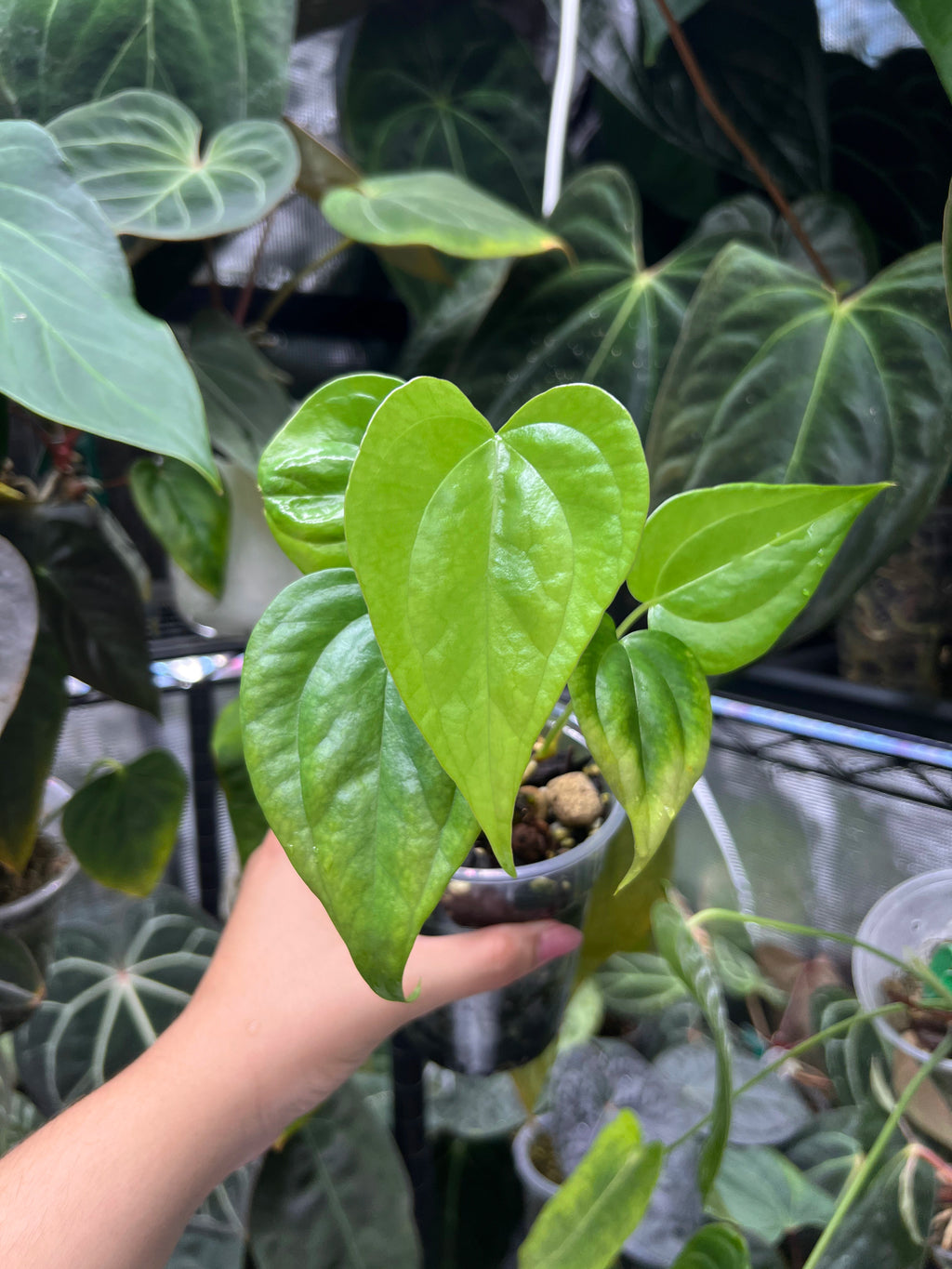 Anthurium pterodactyl x clarinervium