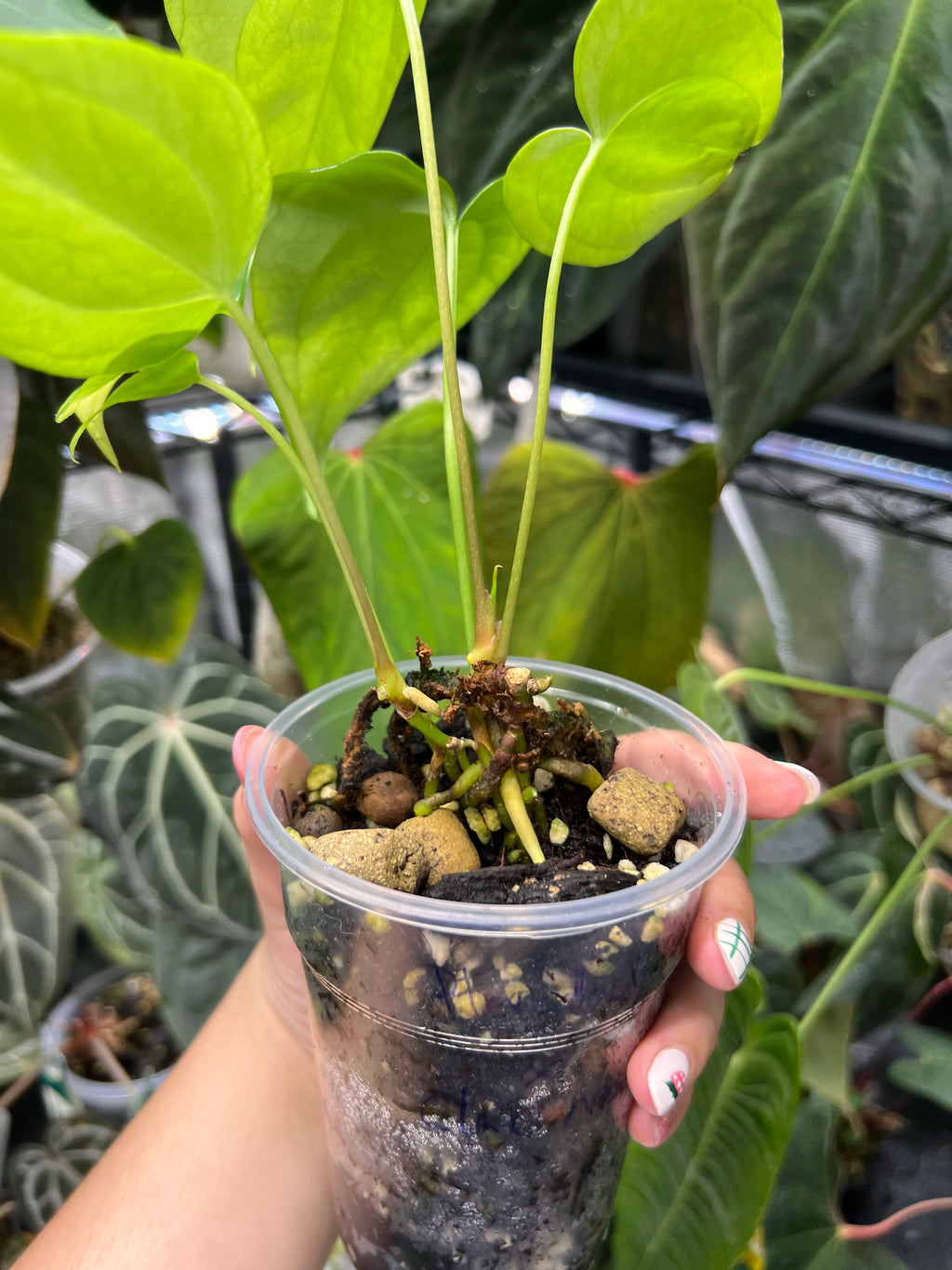Anthurium pterodactyl x clarinervium