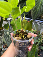 Anthurium pterodactyl x clarinervium