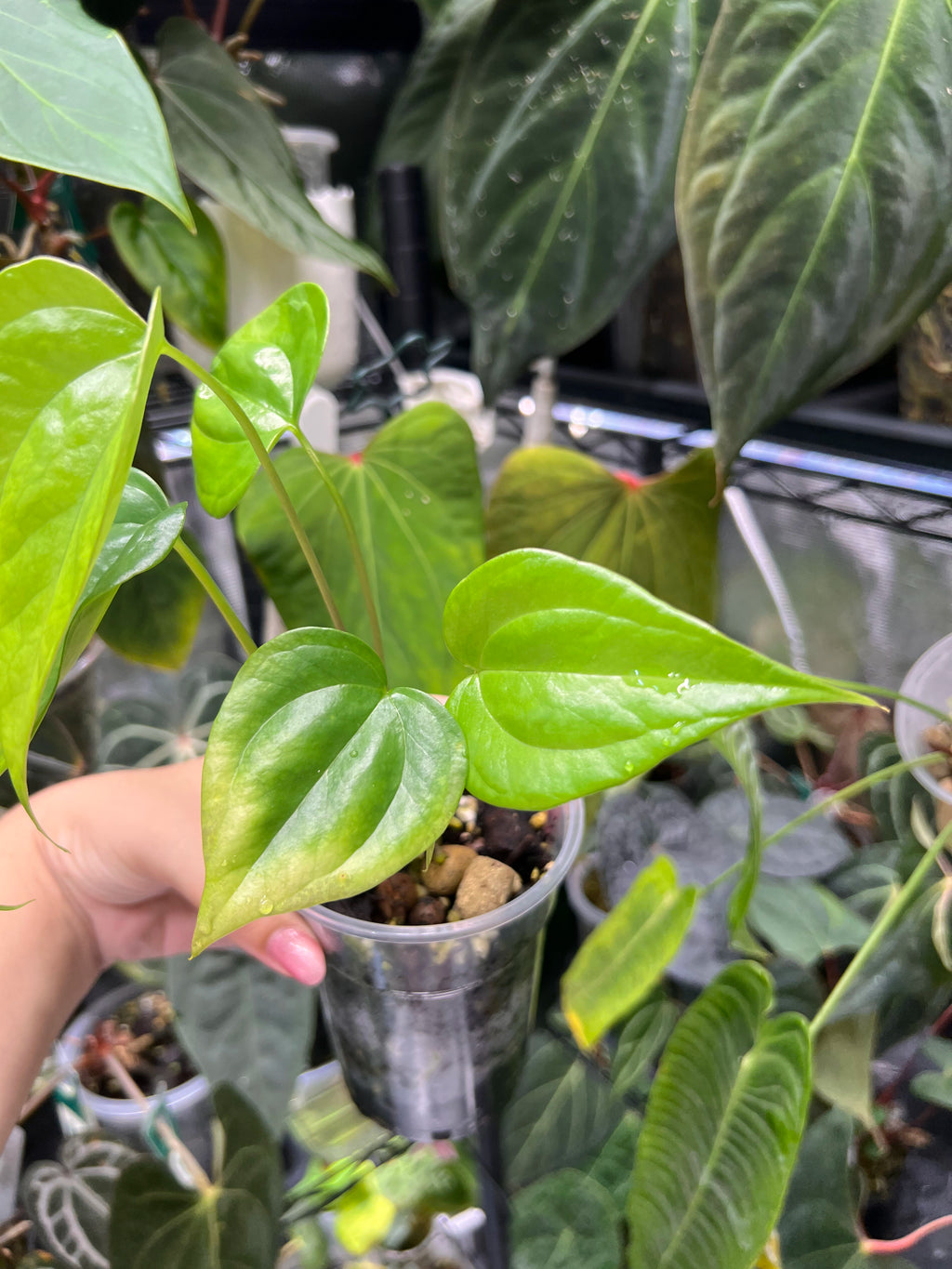 Anthurium pterodactyl x clarinervium