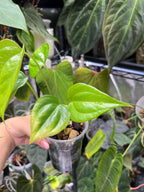 Anthurium pterodactyl x clarinervium