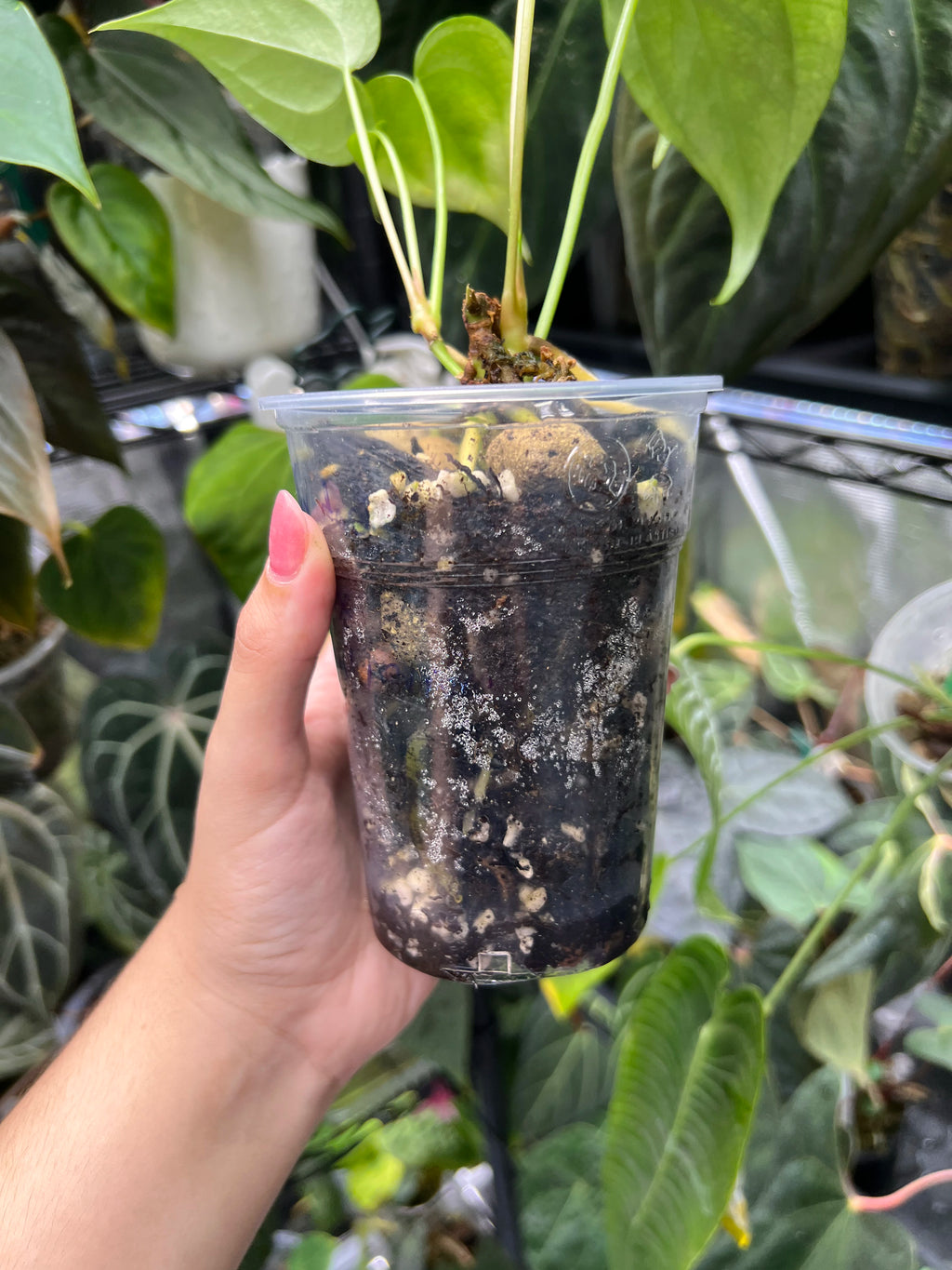Anthurium pterodactyl x clarinervium