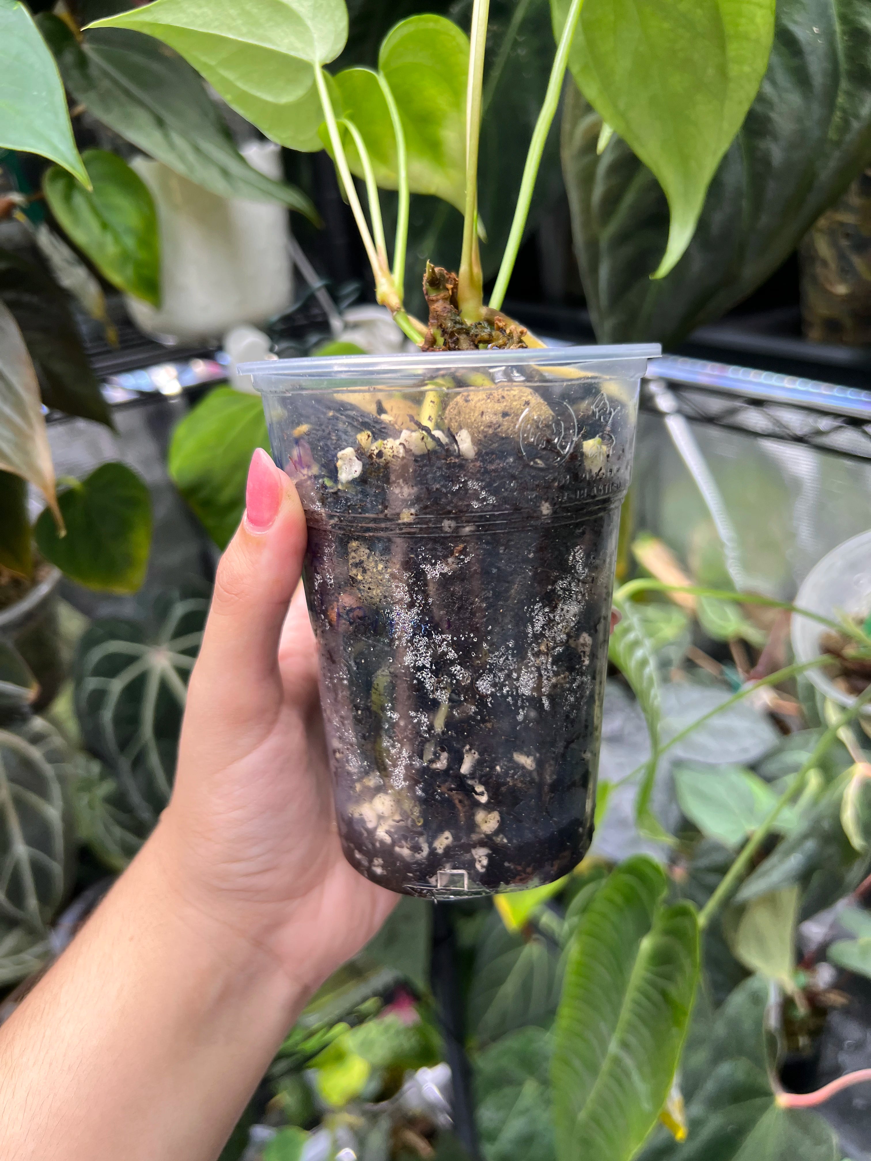 Anthurium pterodactyl x clarinervium