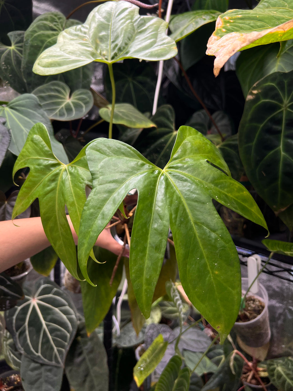Anthurium pterodactyl x clarinervium