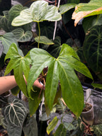 Anthurium pterodactyl x clarinervium