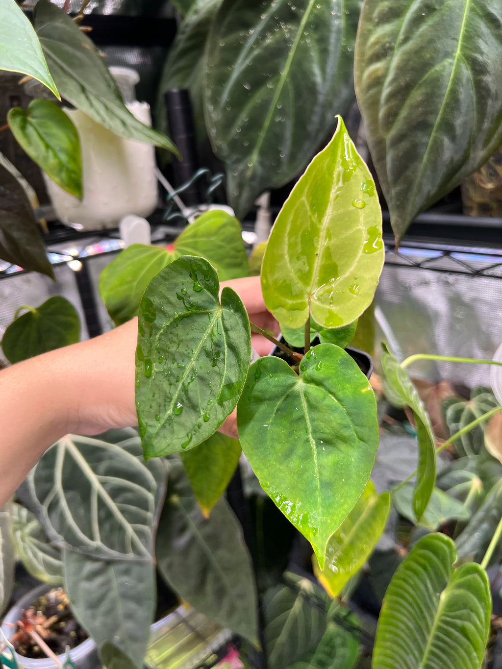 Anthurium papillilaminum x unknown