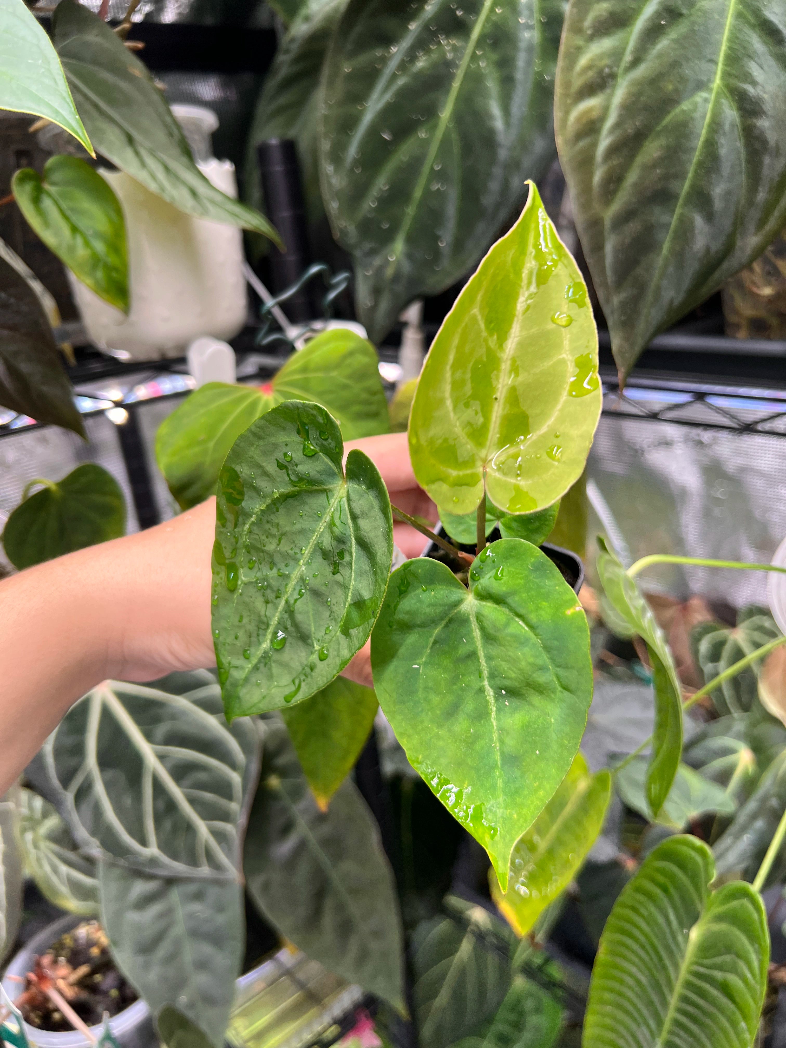 Anthurium papillilaminum x unknown