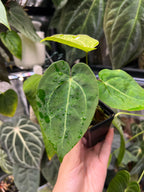 Anthurium papillilaminum x unknown